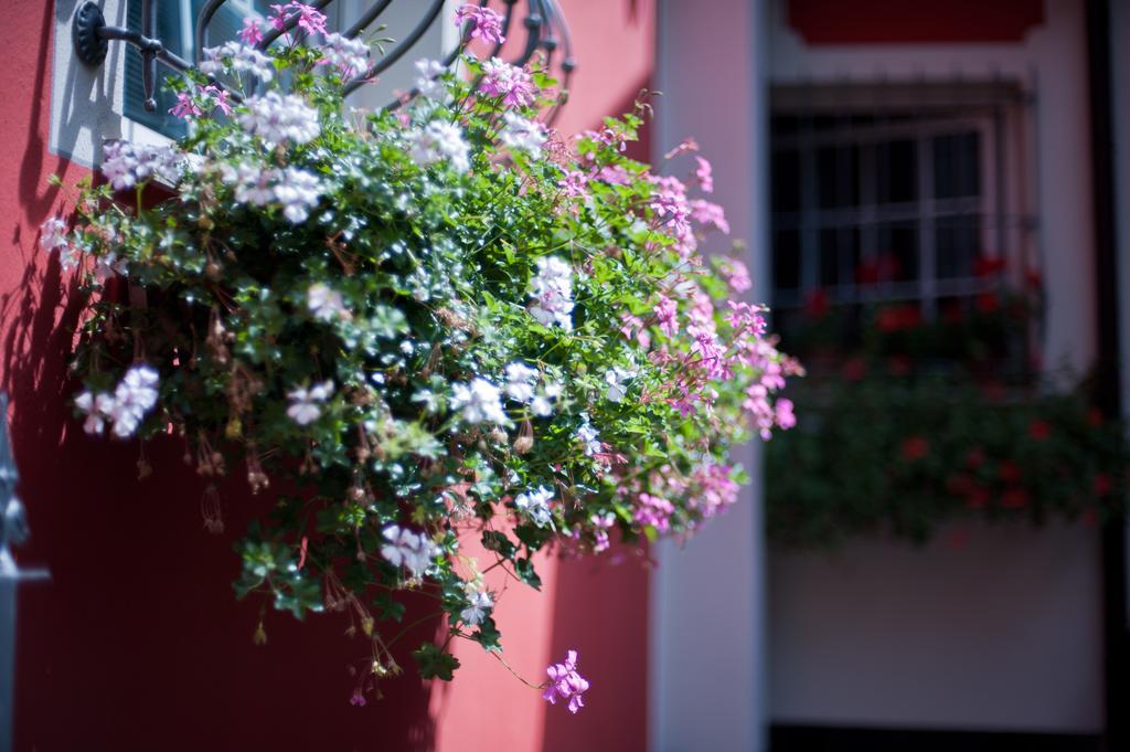 B&B Il Pettirosso Malonno Bagian luar foto